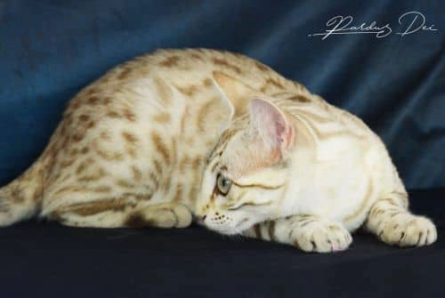 chat bengal